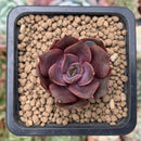 Echeveria 'Mina' 1" Small Succulent Plant