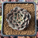 Echeveria 'Moranii' 1"-2" New Hybrid Succulent Plant