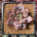 Echeveria 'Purple Champagne' 2" Succulent Plant