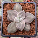 Echeveria 'Xichuensis' 2" Succulent Plant