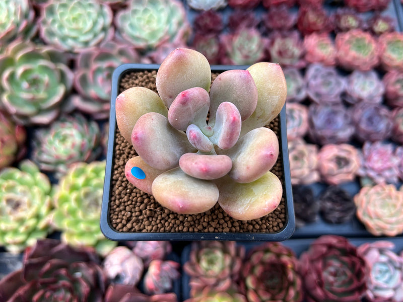 dr cornelius succulent Pachyphytum 'Doctor Cornelius' 2" Succulent Plant