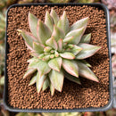 Echeveria 'Elkhorn' Variegated Crested 2" Succulent Plant