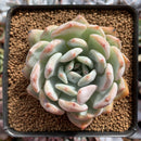 Echeveria 'Orange Monroe' 2"-3" Succulent Plant