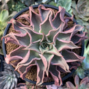 Echeveria 'Madiba' 4"-5" Succulent Plant