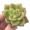 Echeveria Agavoides 'Ringo Star' 3" Succulent Plant