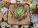 Echeveria Agavoides 'Alienor' 3" Succulent Plant