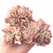 Echeveria Luella Crested and Variegated 5” Rare Succulent Plant