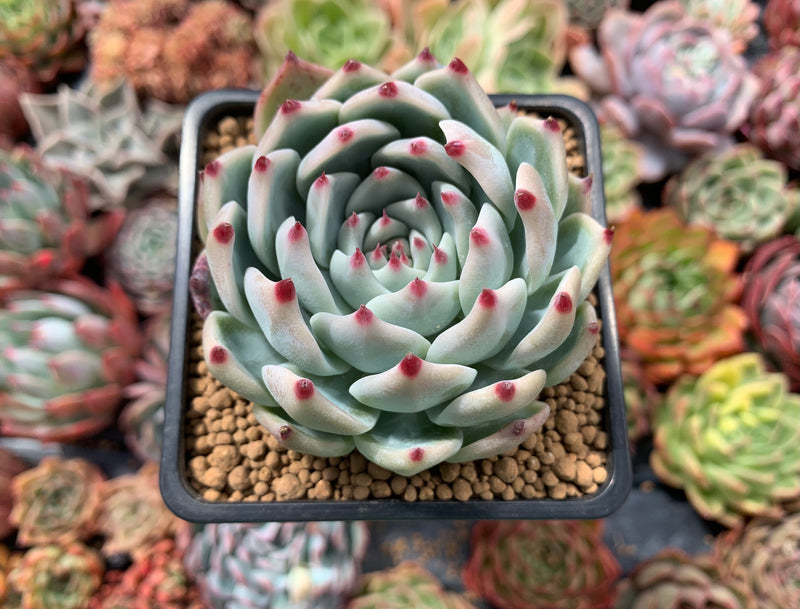 chihuahuaensis succulent Echeveria 'Chihuahuaensis' 3" Succulent Plant – True Succulents Plant Co