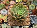 Echeveria Agavoides 'Alienor' 3" Succulent Plant