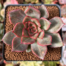 Echeveria 'Miella' Variegated 2" Succulent Plant
