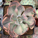 Echeveria 'Beyonce' Variegated 3"-4" Succulent Plant