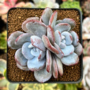 Echeveria 'Laui' 3" Cluster Powdery Succulent Plant