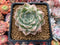 Echeveria 'Anna' Variegated 2" Succulent Plant