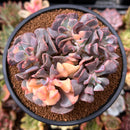 Echeveria 'Cubic Frost' Variegated 4" Cluster Succulent Plant