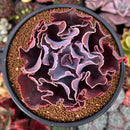Echeveria 'Osmanthus' New Hybrid 4" Succulent Plant