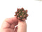 Echeveria 'Shooting Star' 1" Seedling Succulent Plant