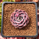 Echeveria 'Fireball' 1" Succulent Plant