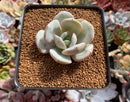 Echeveria 'Cream Tea' 2" Powdery Succulent Plant