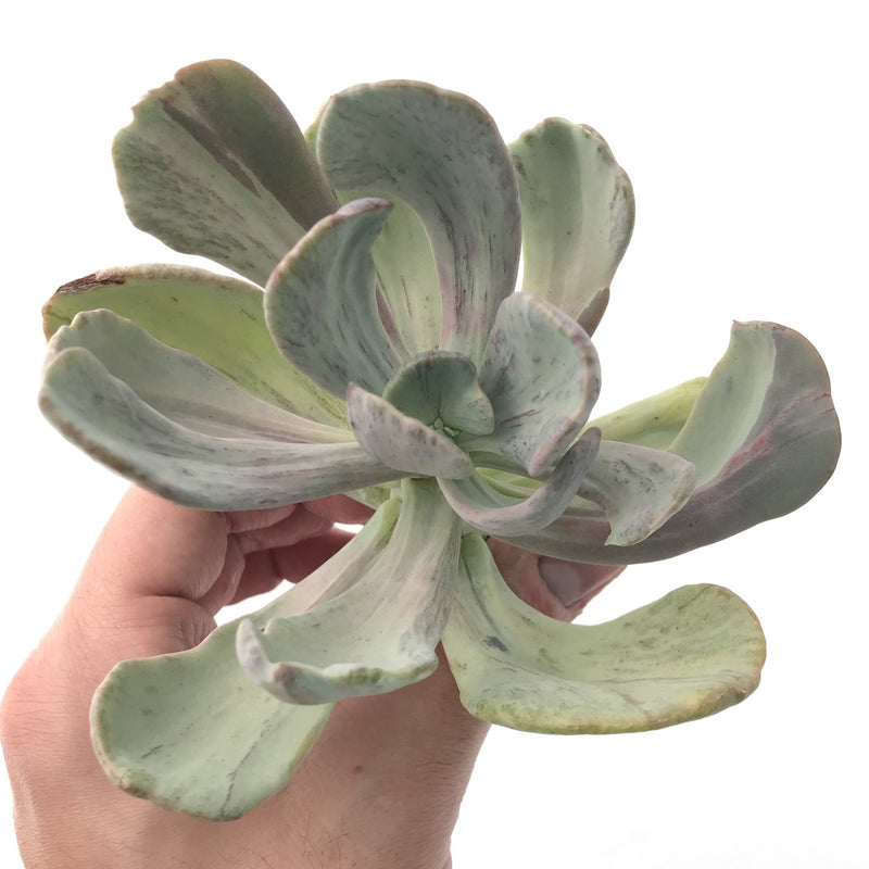 Pachyveria 'Jocelyns Joy' Variegated 5" Large Succulent Plant