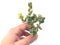 Corpuscularia Lehmannii Variegated 2”-3” Rare Succulent Plant