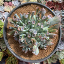 Echeveria 'Trumpet Pinky' 7"+ Large Succulent Plant