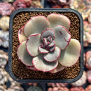 Echeveria 'Moranii' 2" Succulent Plant