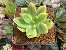 Echeveria 'Golden Glow' Variegated 2"-3" Succulent Plant