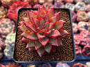 Echeveria Agavoides 'Schneider' 2"-3" New Hybrid Succulent Plant