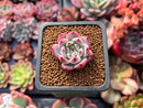 Echeveria 'Gold Peach' 1" Succulent Plant