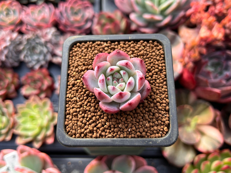 gold succulent plant Echeveria 'Gold Peach' 1" Succulent Plant – True Succulents Plant Co