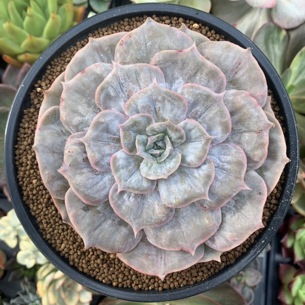 marble succulent Echeveria 'Lilacina' Marble Variegated 4"-5" Succulent Plant – True Succulents  Plant Co