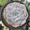 Echeveria 'Lilacina' Marble Variegated 4"-5" Succulent Plant