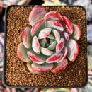 Echeveria 'Monroe' Hybrid 2" Succulent Plant