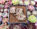 Echeveria 'Amethyst' 2" Cluster Succulent Plant