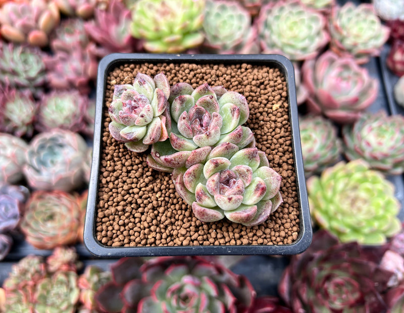 amethyst succulent Echeveria 'Amethyst' 2" Cluster Succulent Plant – True Succulents Plant Co