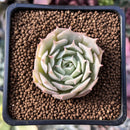 Echeveria 'Love Wave' Hybrid of 'Simulans' x 'Captain Hayes' 1" New Hybrid Succulent Plant
