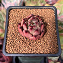 Echeveria Agavoides 'Red Ebony' 1" Succulent Plant
