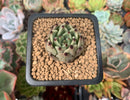 Echeveria Agavoides 'Sarabony' 1" Succulent Plant