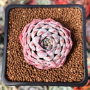 Echeveria Selected Hybrid 2" Succulent Plant