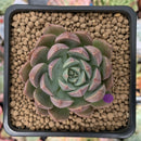 Echeveria 'Super Queen' 1" New Hybrid Succulent Plant