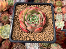 Echeveria 'Black Panther' 2" Succulent Plant
