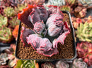 Echeveria 'Linguas' 3" Succulent Plant