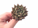 Echeveria Agavoides Sarabony 1”-2” Rare Succulent Plant
