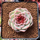 Echeveria 'Red Velvet' 2" Succulent Plant