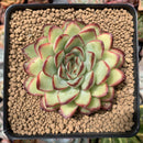 Echeveria 'Mexican Pulidonis' 2"-3" Succulent Plant
