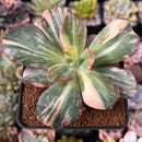 Echeveria 'Jyulia' Variegated 3" Succulent Plant