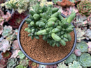 Pachyphytum 'Compactum' Crested 4"-5" Succulent Plant