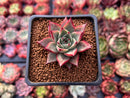Echeveria Agavoides 'Red Pop' 2" Succulent Plant