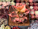 Echeveria 'Primadonna' Variegated 3" Succulent Plant