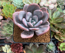 Echeveria 'Raon' 3" Succulent Plant
